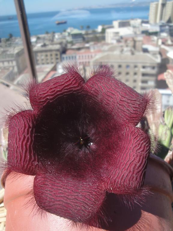The Travelling Chile Hotel Valparaiso Luaran gambar